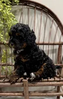 Reo, a male Cavapoo for sale in Beach City, OH – Photo 4 of 9