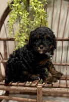 Reo, a male Cavapoo for sale in Beach City, OH – Photo 3 of 9