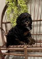 Reo, a male Cavapoo for sale in Beach City, OH – Photo 5 of 9