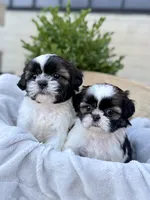 AKC Lyla, a female Shih Tzu for sale in Beach City, OH – 2 of 10
