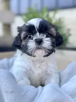 AKC Leo, a male Shih Tzu for sale in Beach City, OH – 2 of 10
