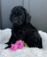 Sammy, a male Miniature Goldendoodle for sale in Beach City, OH – 2 of 9
