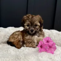 Olivia, a female Bichon Frise and Shih Tzu for sale in Beach City, OH – 8 of 9