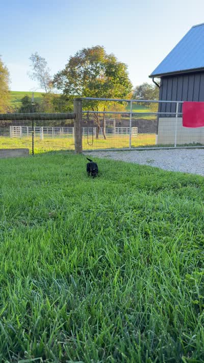 ROSCO, a male Cavapoo for sale in Beach City, OH – 9 of 10