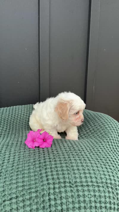 Callie, a female Bichon Frise and Shih Tzu for sale in Beach City, OH – 9 of 10