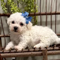 ACA Mickey , a male Bichon Frise for sale in Beach City, OH – Photo 7 of 10