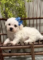 ACA Mickey , a male Bichon Frise for sale in Beach City, OH – Photo 7 of 10