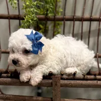 ACA Mickey , a male Bichon Frise for sale in Beach City, OH – Photo 3 of 10