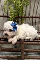 ACA Mickey , a male Bichon Frise for sale in Beach City, OH – Photo 3 of 10