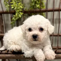 ACA Mickey , a male Bichon Frise for sale in Beach City, OH – Photo 2 of 10