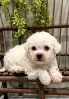 ACA Mickey , a male Bichon Frise for sale in Beach City, OH – Photo 2 of 10