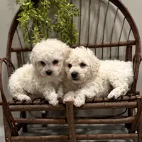 ACA Mickey , a male Bichon Frise for sale in Beach City, OH – Photo 9 of 10