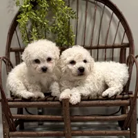 ACA Mickey , a male Bichon Frise for sale in Beach City, OH – Photo 8 of 10