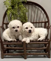ACA Mickey , a male Bichon Frise for sale in Beach City, OH – Photo 8 of 10