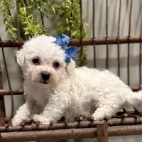 ACA Mickey , a male Bichon Frise for sale in Beach City, OH – Photo 1 of 10