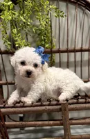 ACA Mickey , a male Bichon Frise for sale in Beach City, OH – Photo 1 of 10