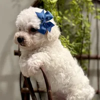 ACA Mickey , a male Bichon Frise for sale in Beach City, OH – Photo 6 of 10