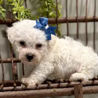 ACA Mickey , a male Bichon Frise for sale in Beach City, OH – Photo 4 of 10