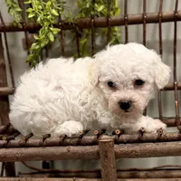 ACA Mickey , a male Bichon Frise for sale in Beach City, OH – Photo 5 of 10