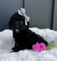 Spencer, a male Miniature Goldendoodle for sale in Beach City, OH – 3 of 10