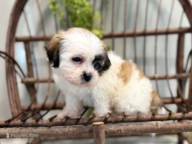 Nancy – Bichon Frise, Shih Tzu puppy for sale in Beach City, OH