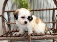 Nancy, a female Bichon Frise and Shih Tzu for sale in Beach City, OH – 1 of 10
