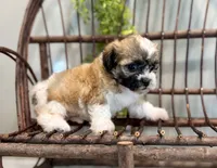 Nora, a female Bichon Frise and Shih Tzu for sale in Beach City, OH – 4 of 10
