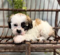 Nancy, a female Bichon Frise and Shih Tzu for sale in Beach City, OH – 5 of 10