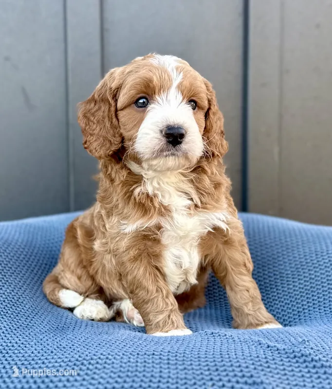 ROWEN – Cavapoo puppy for sale in Beach City, OH