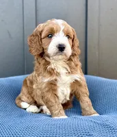 ROWEN, a male Cavapoo for sale in Beach City, OH – 1 of 10