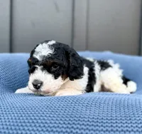 REX, a male Cavapoo for sale in Beach City, OH – 7 of 10