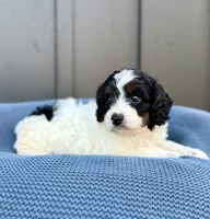 ROMEO, a male Cavapoo for sale in Beach City, OH – 4 of 10
