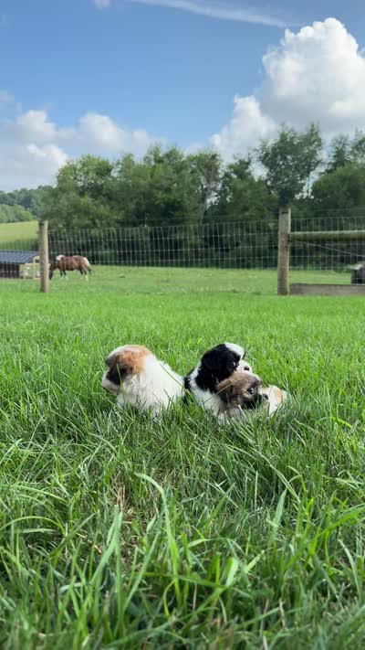 Nancy, a female Bichon Frise and Shih Tzu for sale in Beach City, OH – 10 of 10