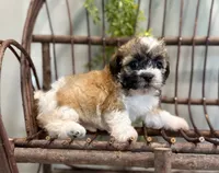 Nora, a female Bichon Frise and Shih Tzu for sale in Beach City, OH – 5 of 10