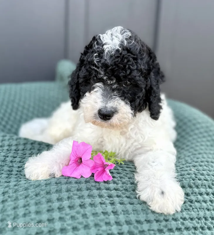 Sailor – Miniature Goldendoodle puppy for sale in Beach City, OH