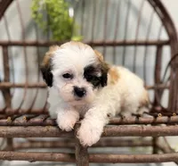 Nancy, a female Bichon Frise and Shih Tzu for sale in Beach City, OH – 6 of 10