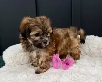 Olivia, a female Bichon Frise and Shih Tzu for sale in Beach City, OH – 7 of 9