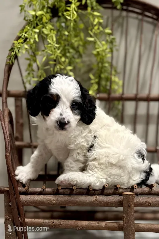 Romeo – Cavapoo puppy for sale in Beach City, OH