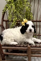 Romeo, a male Cavapoo for sale in Beach City, OH – Photo 5 of 9