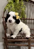 Romeo, a male Cavapoo for sale in Beach City, OH – Photo 7 of 9