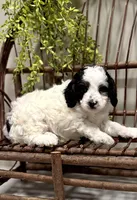 Romeo, a male Cavapoo for sale in Beach City, OH – Photo 4 of 9