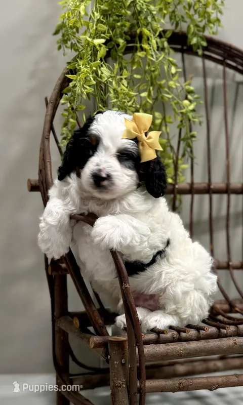 Romeo – Cavapoo puppy for sale in Beach City, OH