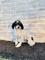 Romeo, a male Cavapoo for sale in Beach City, OH – Photo 9 of 9