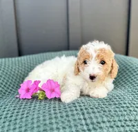 Sophie, a female Miniature Goldendoodle for sale in Beach City, OH – 8 of 10