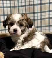 Lance, a male Shichon for sale in Beach City, OH – Photo 4 of 10