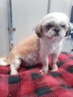 Lance, a male Shichon for sale in Beach City, OH – Photo 10 of 10