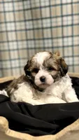 Lance, a male Shichon for sale in Beach City, OH – Photo 6 of 10