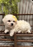 ACA Mason, a male Bichon Frise for sale in Beach City, OH – Photo 1 of 10