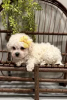 ACA Mason, a male Bichon Frise for sale in Beach City, OH – Photo 3 of 10