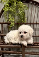 ACA Mason, a male Bichon Frise for sale in Beach City, OH – Photo 6 of 10